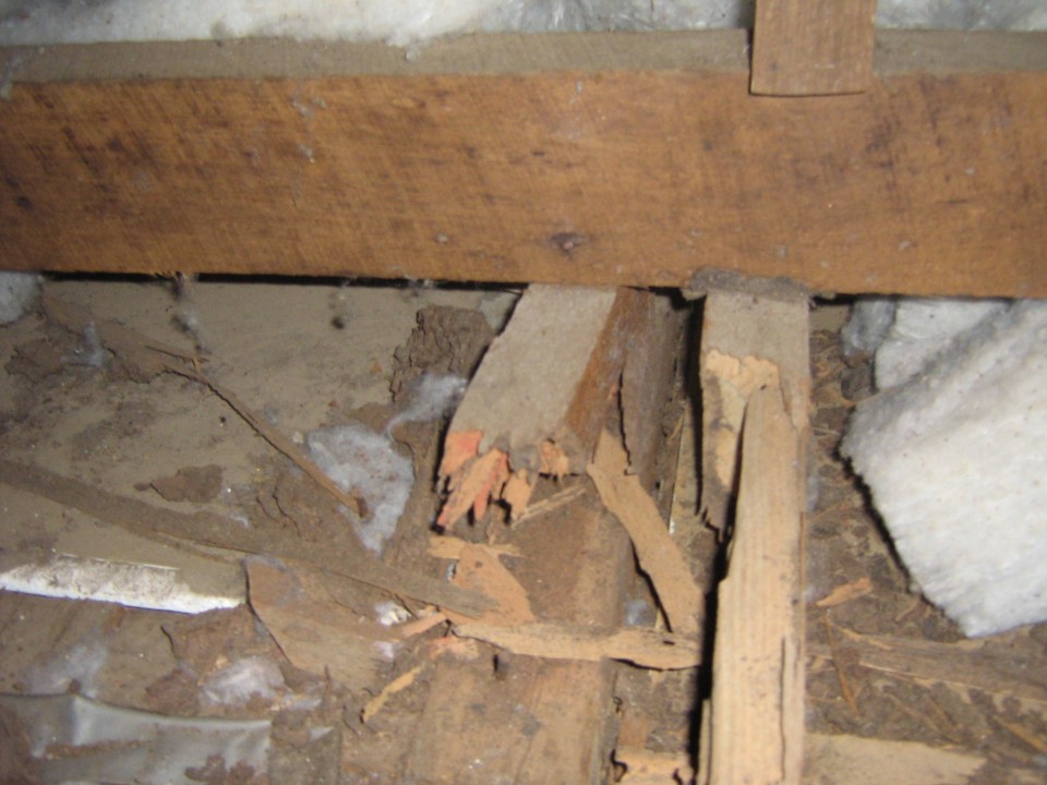 timber termites entry treatment