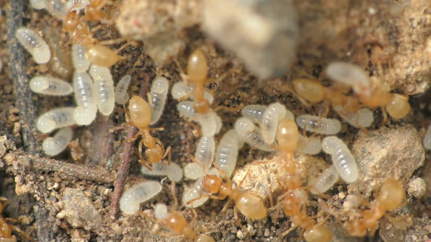 termites and carpet pest control price