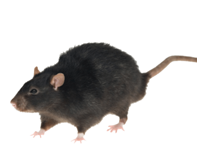 rat_mouse_brisabne
