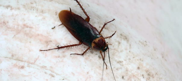 cockroaches pest control southside