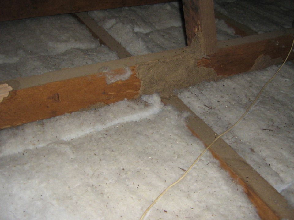 timber pest termites treatments