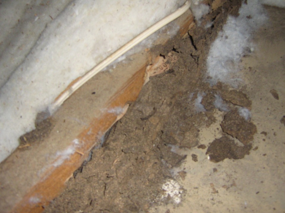 timber termites treatments