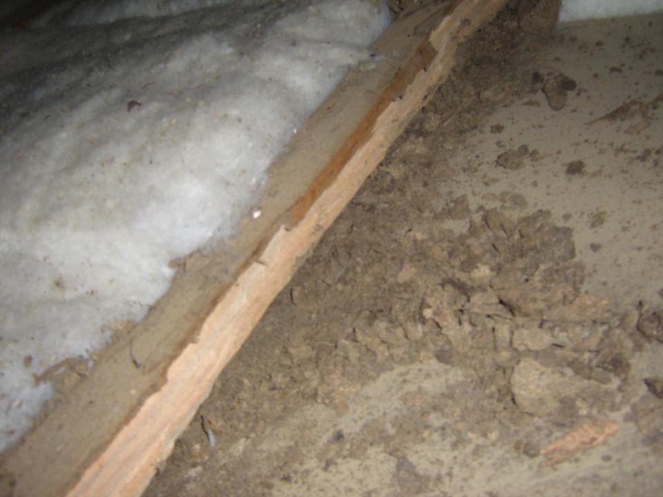 timber termites treatment brisbane