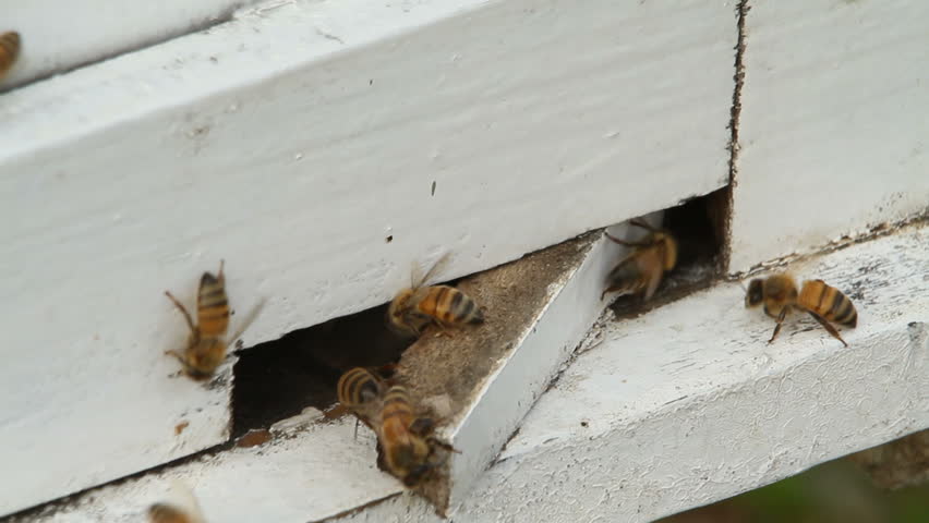 bees pest control