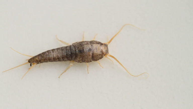 silverfish | All Clear Pest Control & Termite Management