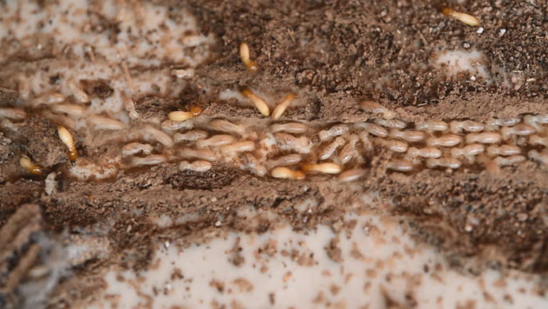 Termite Feeding Habits & Behaviours - All Clear Pest Control & Termite ...