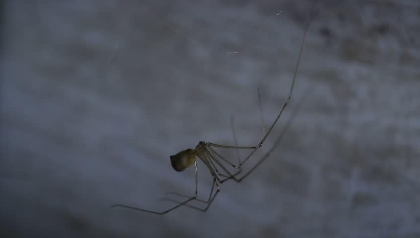 ARACHNIDS – JUST A THOUGHT: WHAT SPECIES OF ARACHNID WAS ITSY BITSY